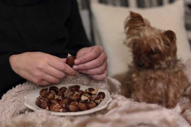 Homemade Puppy Treats - Safe Recipes Veterinarians Approve Homemade Puppy Treats - Safe Recipes Veterinarians Approve