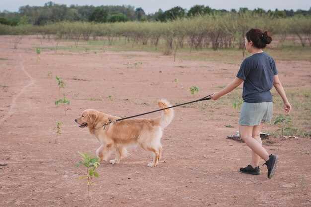 Leash Walking Without Pulling - Techniques That Work Leash Walking Without Pulling - Techniques That Work