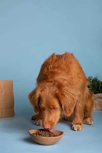 Reading Dog Food Labels - What the Claims Really Mean Reading Dog Food Labels - What the Claims Really Mean